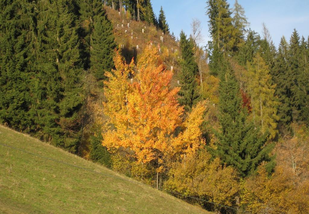 Haus Dekorso